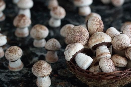 Foto cogumelos de merengue