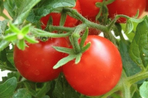 Boas receitas de tomate para o inverno