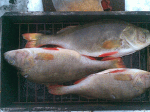 Poleiro defumado