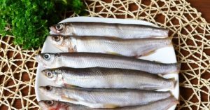 Orelha Vendace